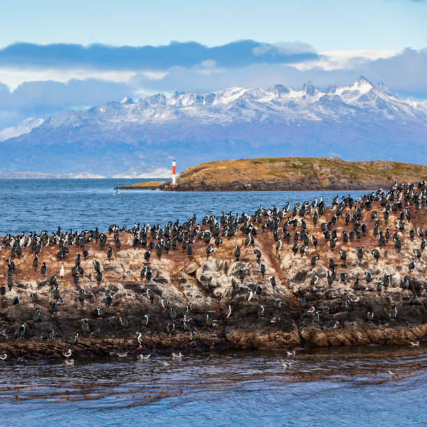 istock Bird Island near Ushuaia 1307088158