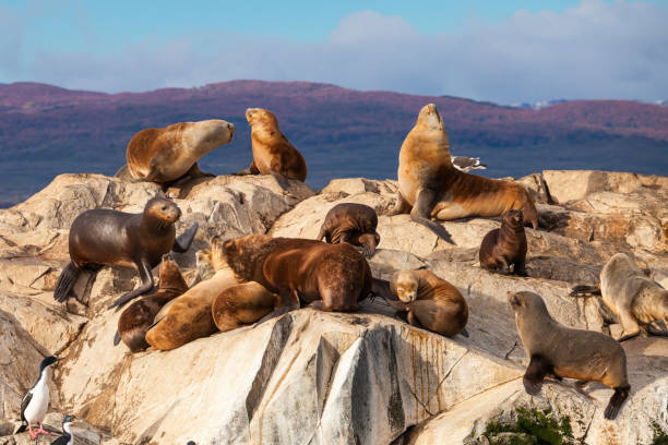 istock Seal Island near Ushuaia 1307088160
