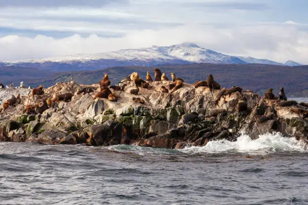Seal Island in the Beagle Channel near the Ushuaia city. Ushuaia is the capital of Tierra del Fuego in Argentina.
