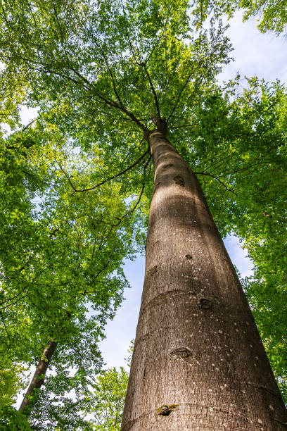 istock Treetrunk and treetop of a beech tree in springtime in the forest 1307088284