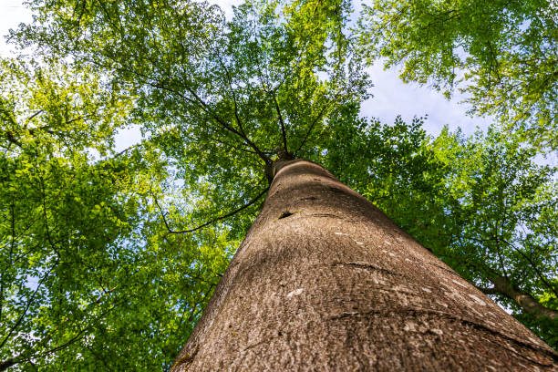 istock Treetrunk and treetop of a beech tree in springtime in the forest 1307088287