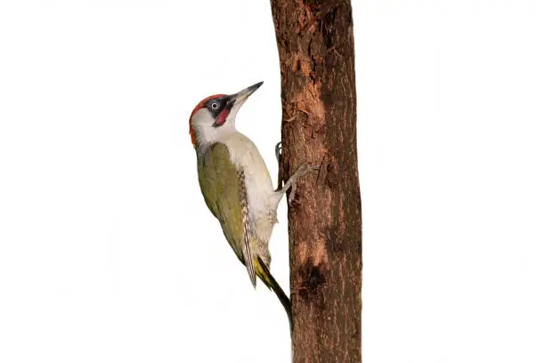 male European Green woodpecker in the white background