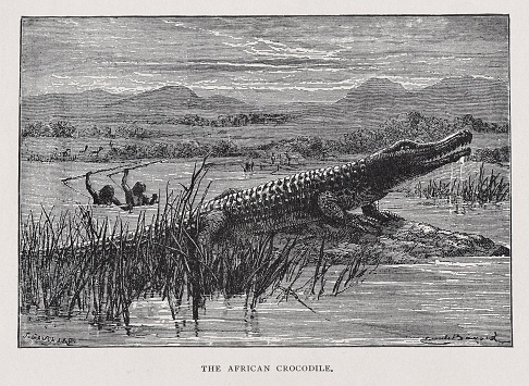 Two Africans with spears hunt a crocodile during the 1800s in Africa. Illustration published 1891. Source: Original edition is from my own archives. Copyright has expired and is in Public Domain.