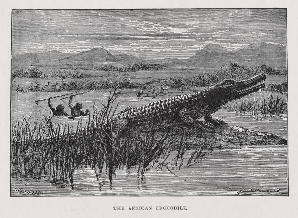 Hunting Crocodiles in 19th Century Africa Two Africans with spears hunt a crocodile during the 1800s in Africa. Illustration published 1891. Source: Original edition is from my own archives. Copyright has expired and is in Public Domain. two men hunting stock illustrations