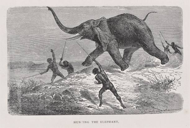 Hunting Elephants in 19th Century Africa African men spearing an elephant in the 1800s. Illustration published 1891. Source: Original edition is from my own archives. Copyright has expired and is in Public Domain. stampeding stock illustrations
