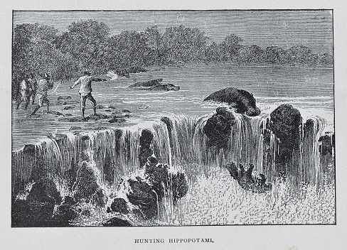 Hippopotamus tumble over a waterfall as Africans hunt the animals during the 1800s.Illustration published 1891. Source: Original edition is from my own archives. Copyright has expired and is in Public Domain.