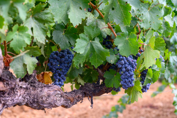 istock Ripe black or blue syrah or grenache wine grapes using for making rose or red wine ready to harvest on vineyards in Cotes  de Provence, region Provence, south of France 1307090719