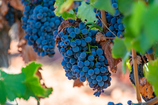 Ripe black or blue grenache wine grapes using for making rose or red wine ready to harvest on vineyards in Cotes  de Provence, region Provence, south of France close up