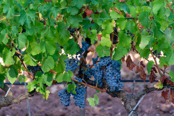 istock Ripe black or blue syrah wine grapes using for making rose or red wine ready to harvest on vineyards in Cotes  de Provence, region Provence, south of France 1307090819