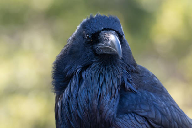 istock Raven very close up portrait 1307091416