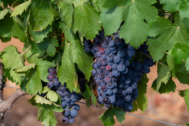 istock Ripe black or blue syrah or grenache wine grapes using for making rose or red wine ready to harvest on vineyards in Cotes  de Provence, region Provence, south of France 1307091712