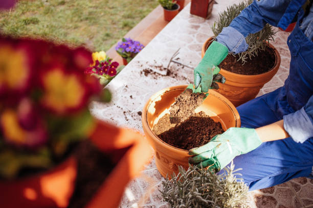 istock Young woman hands planting lavender at her yard. 1307091773