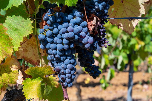 Ripe black or blue syrah wine grapes using for making rose or red wine ready to harvest on vineyards in Cotes  de Provence, region Provence, south of France close up