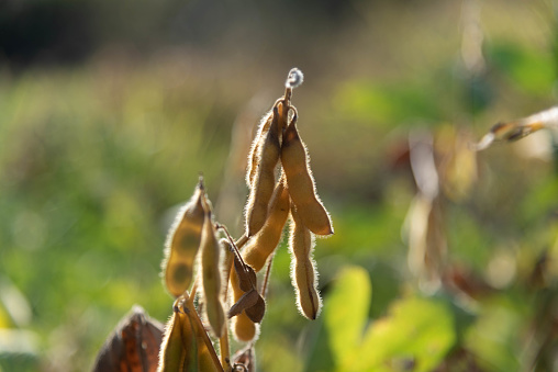 Pod of soybean plant (glycine max) ready for harvest. Grains for the manufacture of vegetable oil. Soy fruits. Agricultural plantation in Brazil. Blurred background.