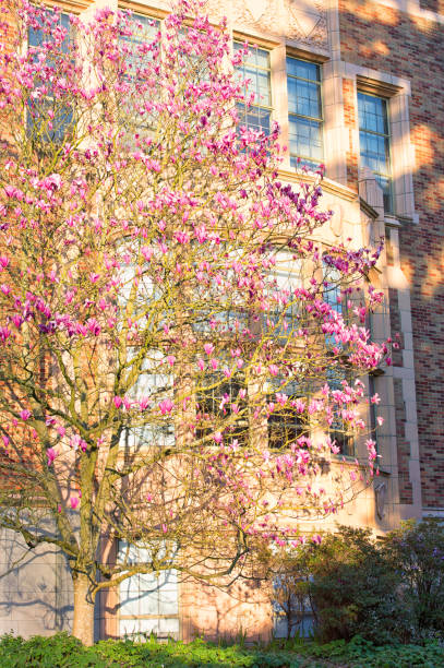 istock Magnolia Blossoms in University of Washington 1307095613