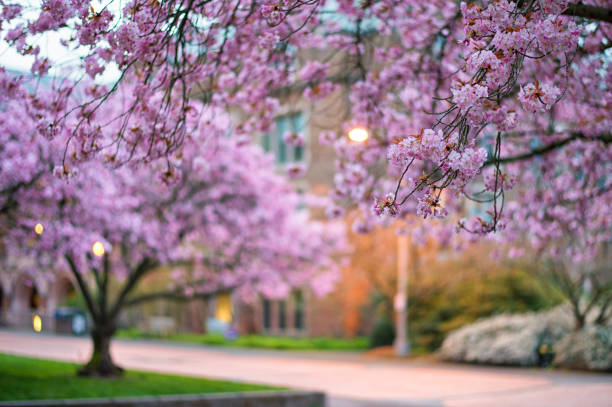 istock Plum Blossoms in University of Washington 1307095616