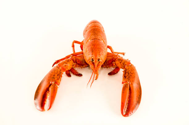 istock Delicious freshly steamed lobster 1307095838