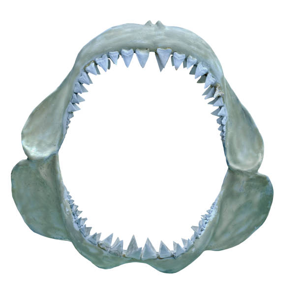 shark teeth and jaw open wide, bare bone, cut out no people, white background, jaw bone and teeth, close view animal jaw bone stock pictures, royalty-free photos & images
