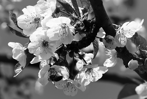 Sunlit blooming branches of fruit tree with small flowers and leaves on sunny spring day. Flowering plant in the rose family Rosaceae, genus Prunus. Wild cherry. Black and white toned image.