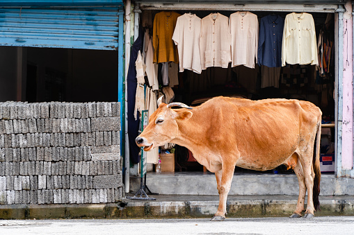 Cow standing on the city road in front of dress shop in Pokhara city, Nepal