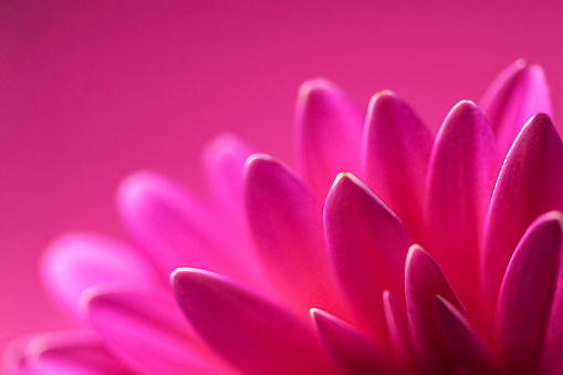 Close up of a pink daisy flower