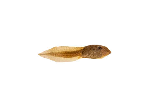 A Leopard Frog Tadpole isolated on a white background.