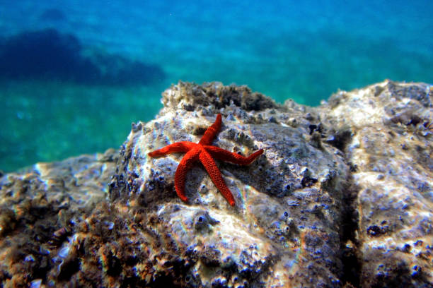 istock Red Mediterranean sea star - Echinaster sepositus 1307103195