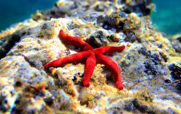 istock Red Mediterranean sea star - Echinaster sepositus 1307103198