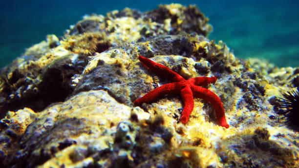 istock Red Mediterranean sea star - Echinaster sepositus 1307103202