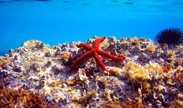 istock Red Mediterranean sea star - Echinaster sepositus 1307103203