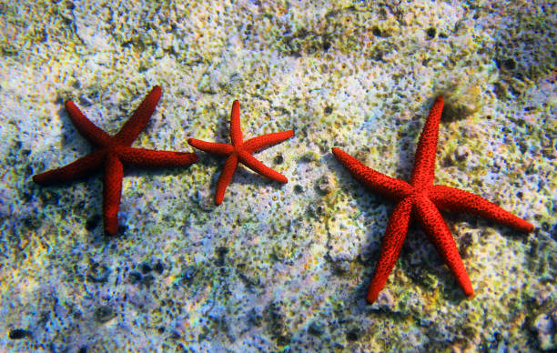 istock Red Mediterranean sea star - Echinaster sepositus 1307103204