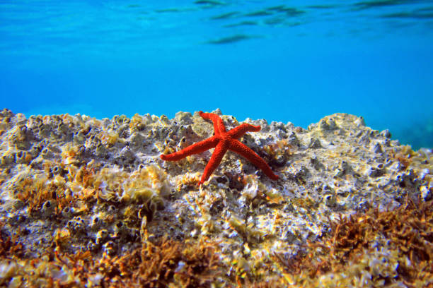 istock Red Mediterranean sea star - Echinaster sepositus 1307103208