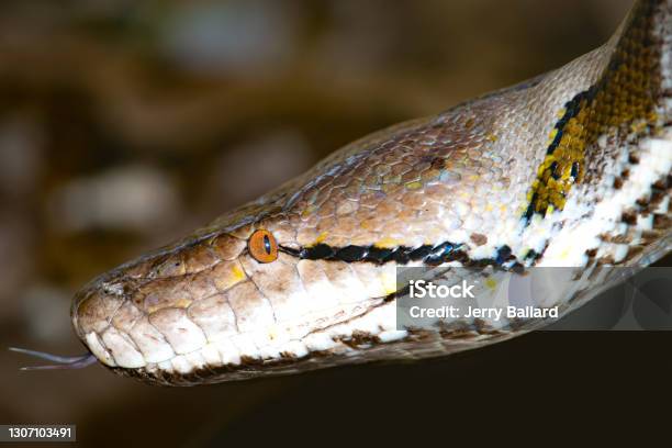 Python Head Open Side View Python Head Shot Side View Stock Photo - Download Image Now - Animal ...