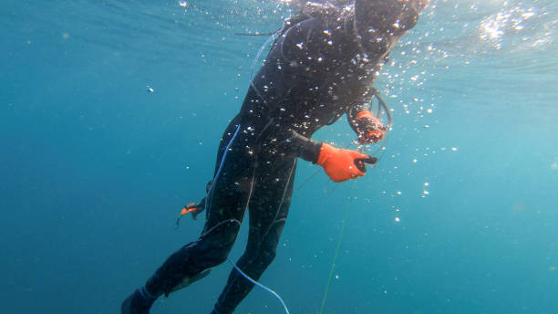 istock Underwater view of spearfisherman resurfacing from a successful dive 1307103543