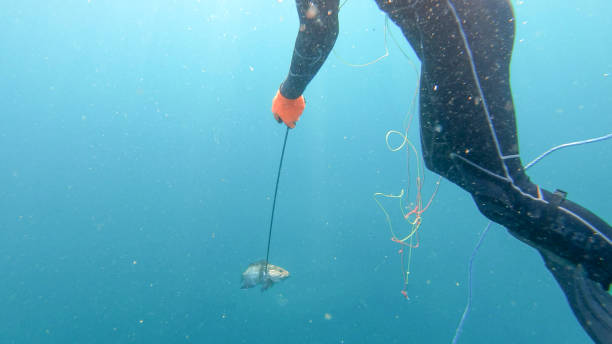 istock Underwater view of spearfisherman resurfacing from a successful dive 1307104208