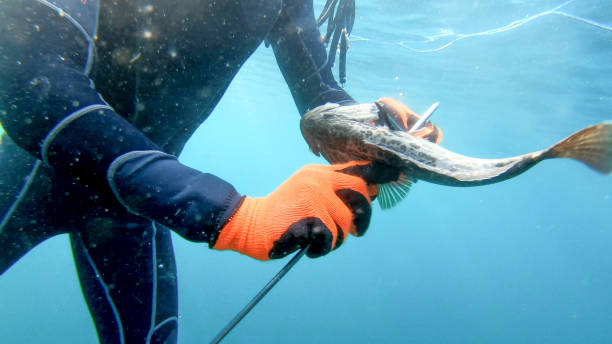 Underwater view of young man pulling fish off speargun Pacific Ocean surrounding as he sorts out his gear, with fish attached harpoon stock pictures, royalty-free photos & images