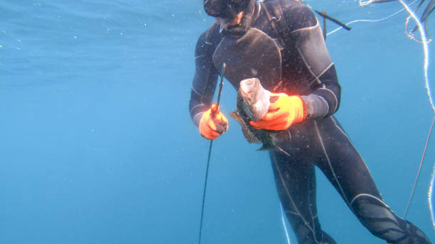 istock Underwater view of young man pulling fish off speargun 1307104315