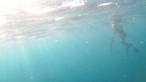 istock Underwater view of spearfisherman resurfacing from a successful dive 1307104375