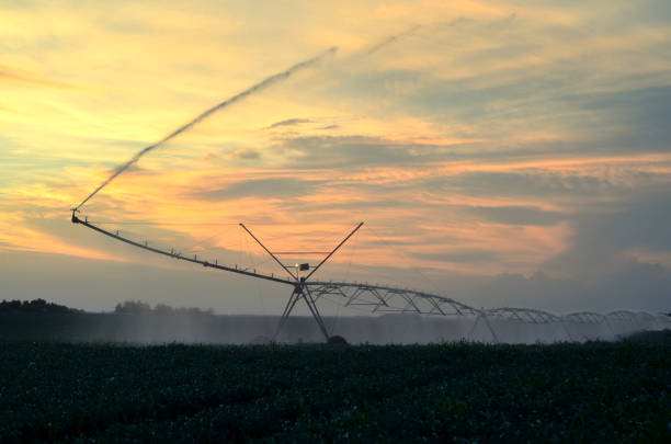 istock Agricultural irrigation system watering fields of green peas 1307105291