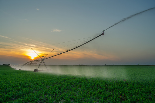 Agricultural irrigation system watering cultivated fields of green peas in summer.