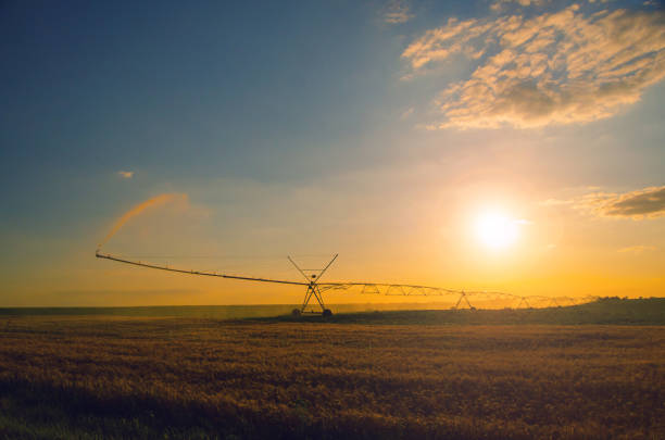 istock Agricultural irrigation system watering cultivated fields of wheat 1307105298