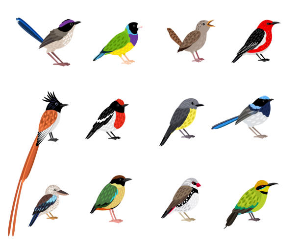 ilustrações, clipart, desenhos animados e ícones de belo conjunto de pássaros voadores. personagens exóticos do céu de desenho animado com plumagem de coloração fofa - gouldian finch