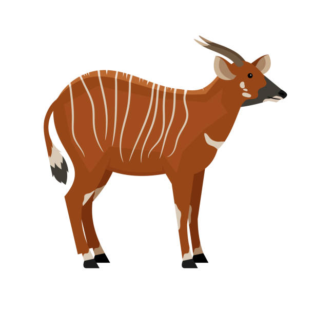 Hoofed animal with horns. Cartoon symbol of hunting, exotic beast of wildlife Hoofed animal with horns. Cartoon symbol of hunting, exotic beast of wildlife, vector illustration of eastern bongo isolated on white background antelope bongo stock illustrations