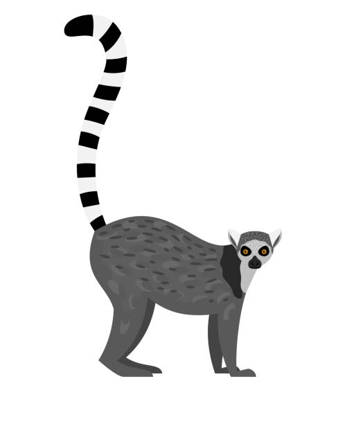 lemur tropikalny. kreskówka zabawna małpa, leniwe słodkie zwierzę - lemur stock illustrations