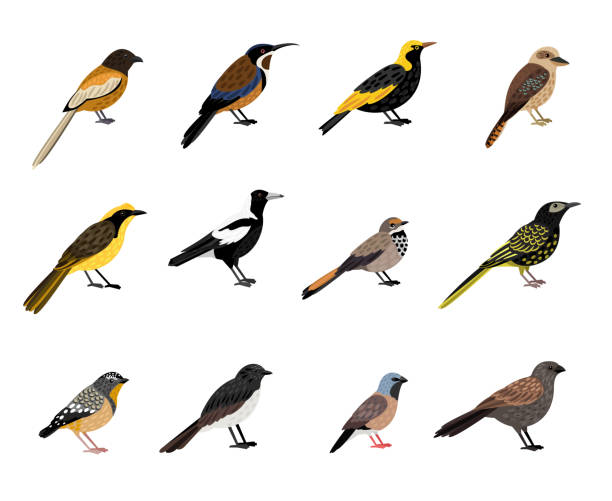 Birds with beak and plumage. Cartoon beautiful colored characters of sky Birds with beak and plumage. Cartoon beautiful colored characters of sky, vector illustration set of little exotic bird with feathers isolated on white background honeyeater stock illustrations
