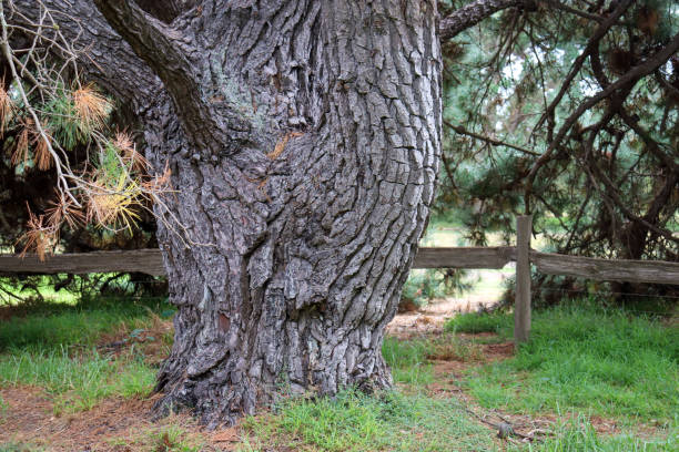 istock Unusually shaped trunk of pine tree 1307111032