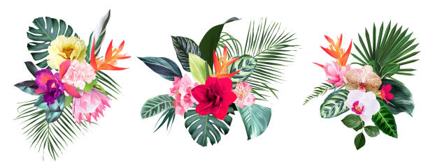 Exotic tropical flowers, orchid, strelitzia, hibiscus, protea, anthurium, palm Exotic tropical flowers, orchid, strelitzia, hibiscus, protea, anthurium, palm, monstera leaves vector design bunches. Jungle forest wedding bouquet. Island greenery.Elements are isolated and editable inviting stock illustrations