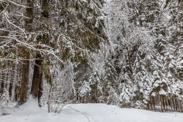 istock Trees with snow in winter park 1307112074