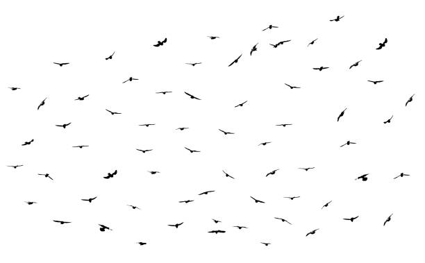 istock Flock of birds flying isolated on white background 1307113744