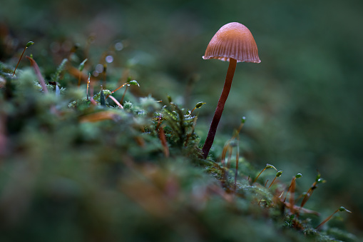 Close-up of a small wild mushroom growing in the moss.
